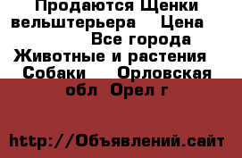 Продаются Щенки вельштерьера  › Цена ­ 27 000 - Все города Животные и растения » Собаки   . Орловская обл.,Орел г.